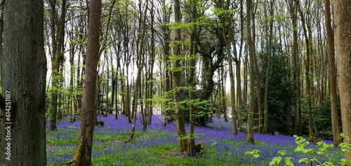 Bluebell wood at Shrawley Worcester, Worcestershire uk