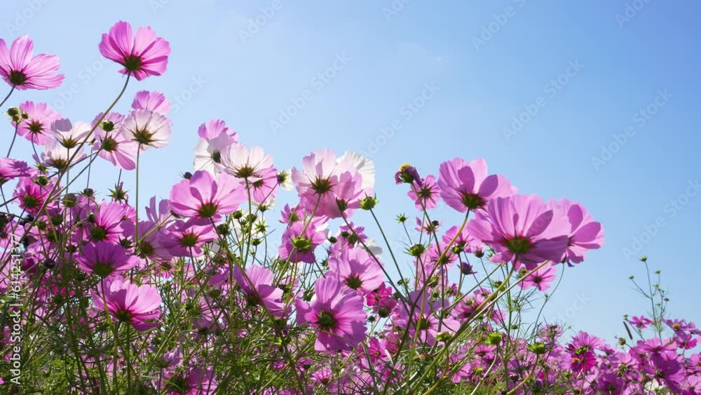 風に揺れるコスモス畑の4Kスローモーション動画