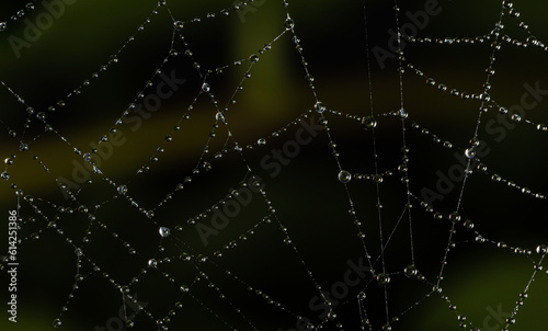 Web with connected drops. Spider web in close-up with tiny drops of water on a dark blurred background.