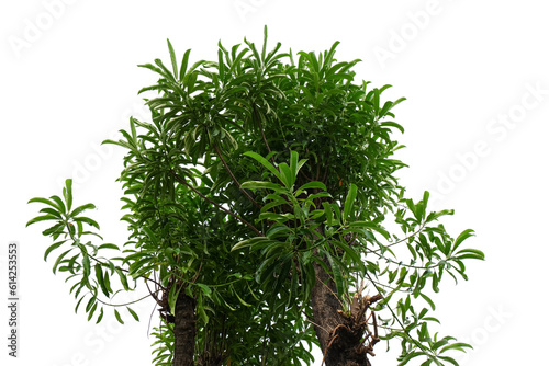 Fototapeta Naklejka Na Ścianę i Meble -  plant isolated on white