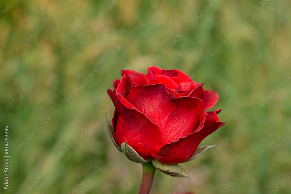 Fototapeta premium rose