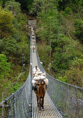 suspension bridge in the forest with donkeys