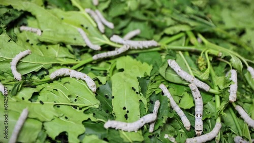 Close up view of Bombyx mori or silkworms eating mulberry green leaves, silk cocoon harvest and process