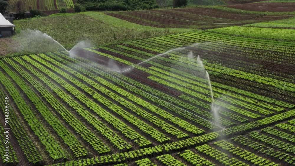 Irrigação por dispersão em horta brasileira