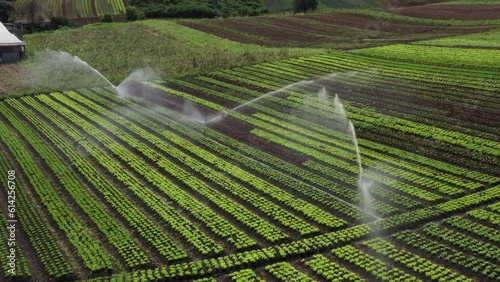 Irrigação por dispersão em horta brasileira photo