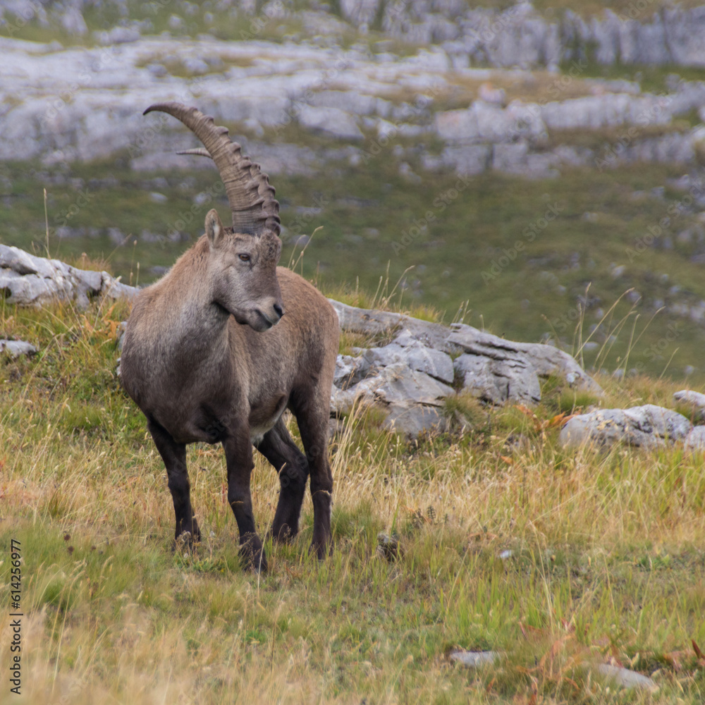 bouquetin dans les alpes en été