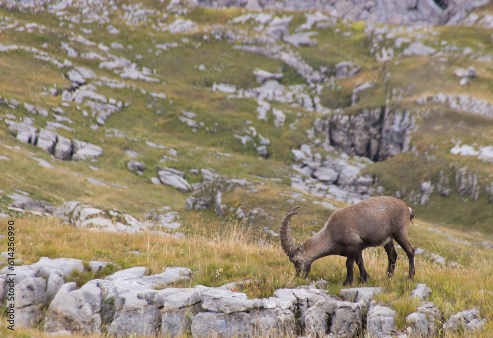 bouquetin dans les alpes en été