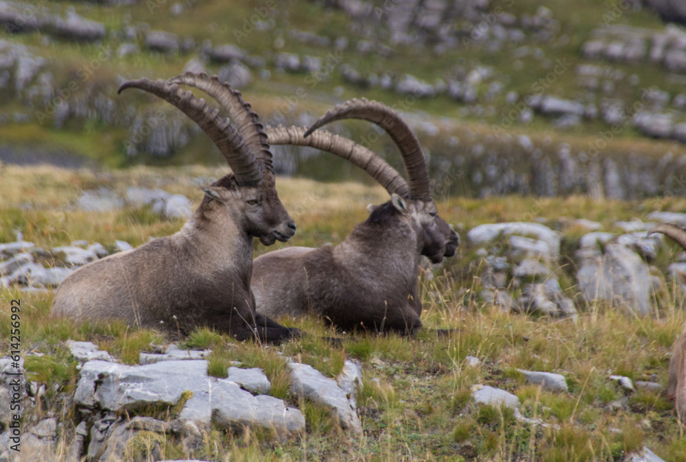 bouquetin dans les alpes en été