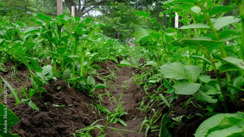 Slow motion while moving camera forward between trenched rows of potato plants in the organic garden. Slow motion while moving camera forward between trenched rows of potato plants in the organic garden.