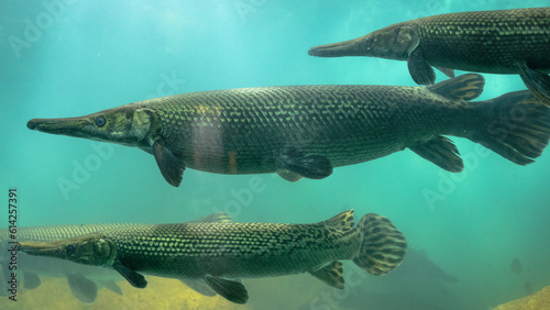 Alligator gar (Atractosteus spatula), Close up of alligator gar, Crocodile fish, Alligator gar fish in aquarium tank, An Alligator gar Atractosteus spatula while swimming on a huge aquarium, 4K Photo