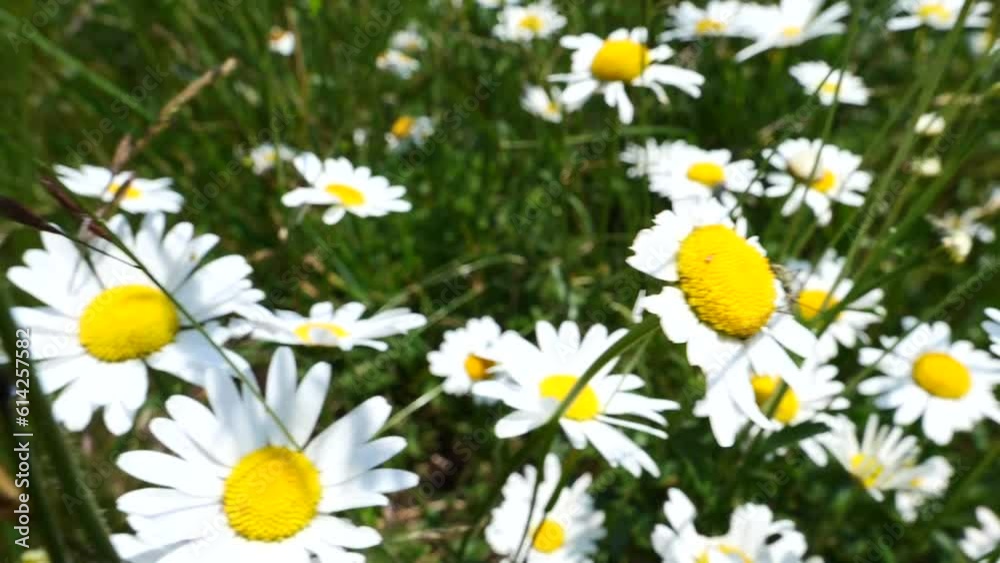 daisies in a field daisies in a field