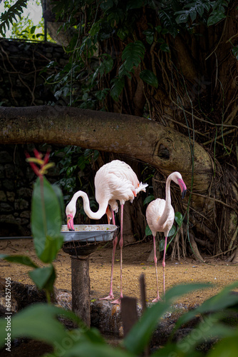 Flemingo, Two flemingo, Flemingo pair, Flamingo photo
