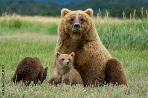 Fototapeta Naklejka Na Ścianę i Meble -  brown bear cub
