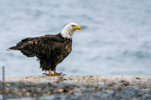 american bald eagle on the beach