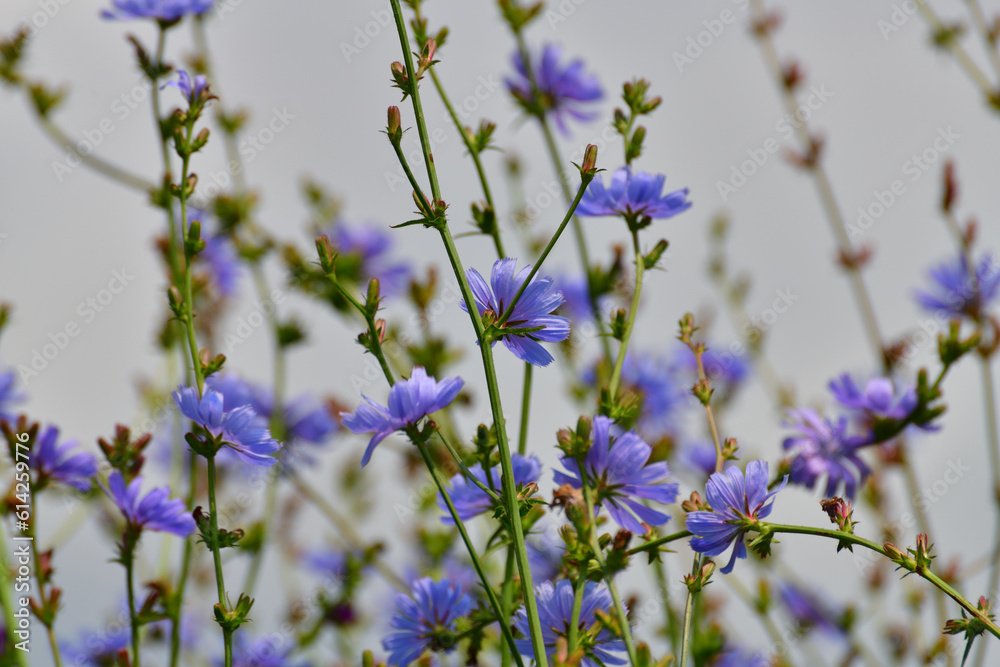 Fototapeta premium A lot of wild chicory grows in the meadow