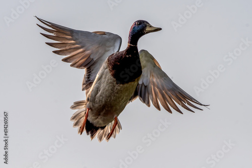 Male Mallard in flight overhead