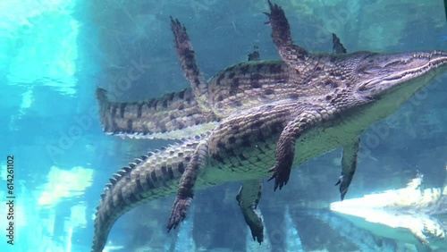 Crocodiles feeding, crocodile farm at daytime. High quality 4k footage
