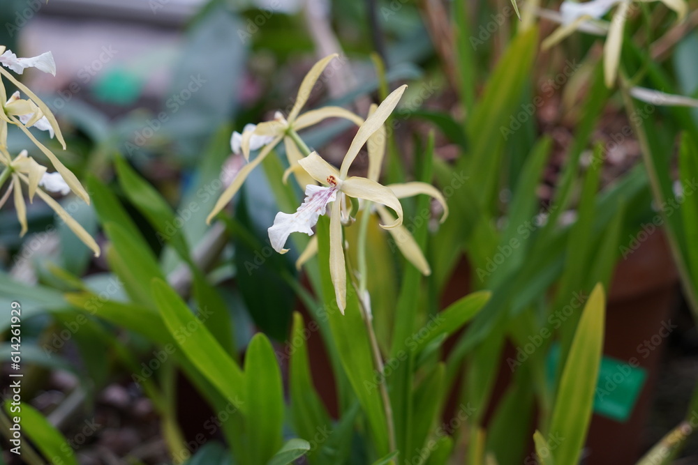 Obraz premium Flower of orchid in Latin called Miltonia flavescens, the yellowish miltonia native to South America. On the background there are defocused leaves of the plant. 