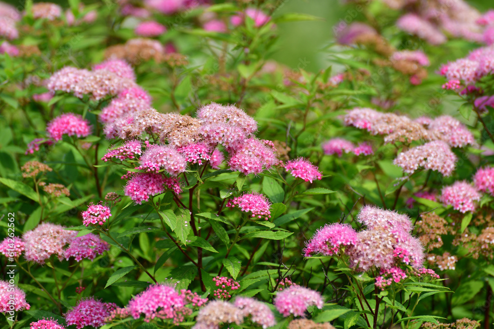 Spirea Japonica blooms profusely in the spring