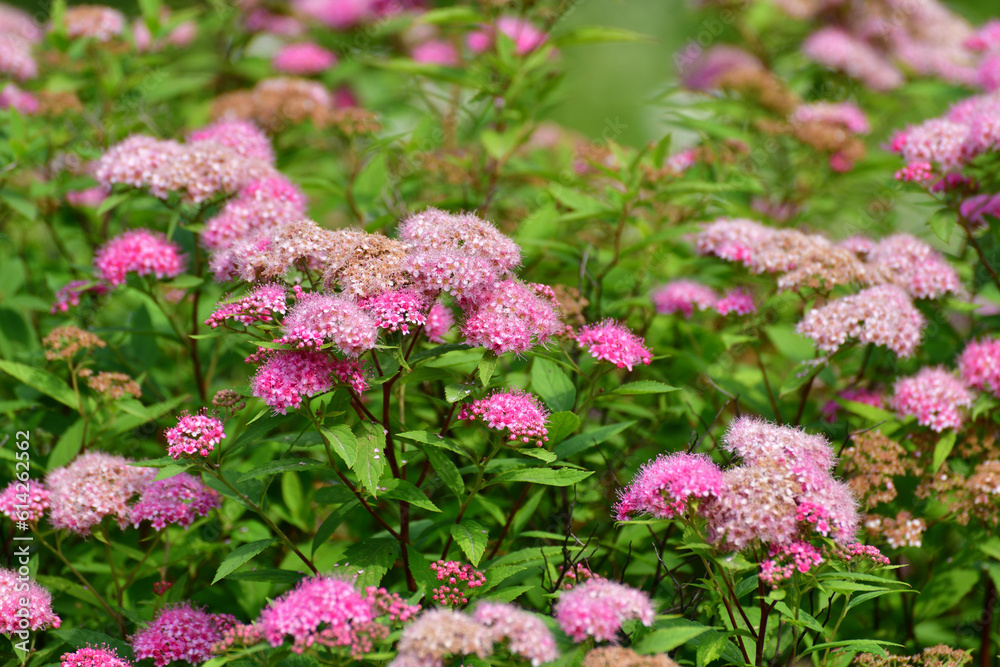 Spirea Japonica blooms profusely in the spring Spirea Japonica blooms profusely in the spring