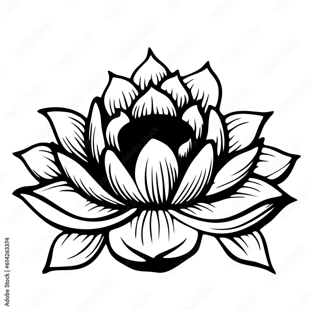 illustration of lotus illustration of lotus