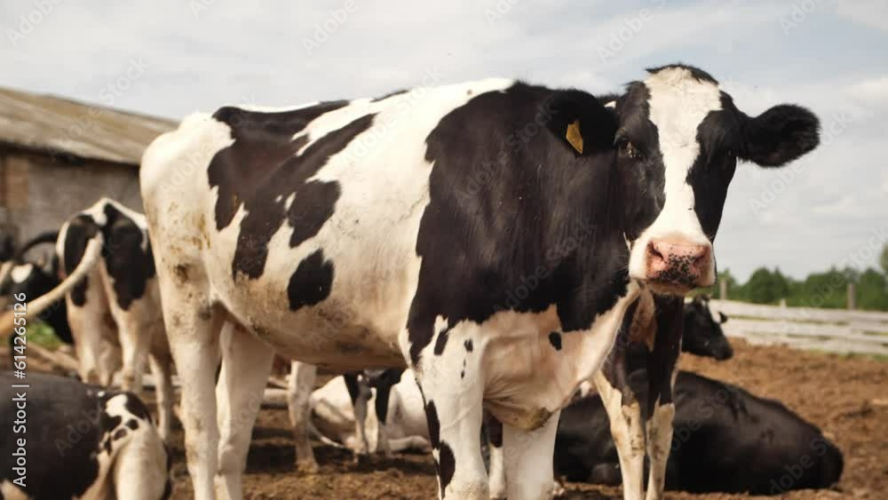 Cows grazing on a green meadow. A herd of young cows and heifers grazing in a lush green pasture of grass on a beautiful sunny day. Cows grazing on a green meadow. A herd of young cows and heifers grazing in a lush green pasture of grass on a beautiful sunny day.