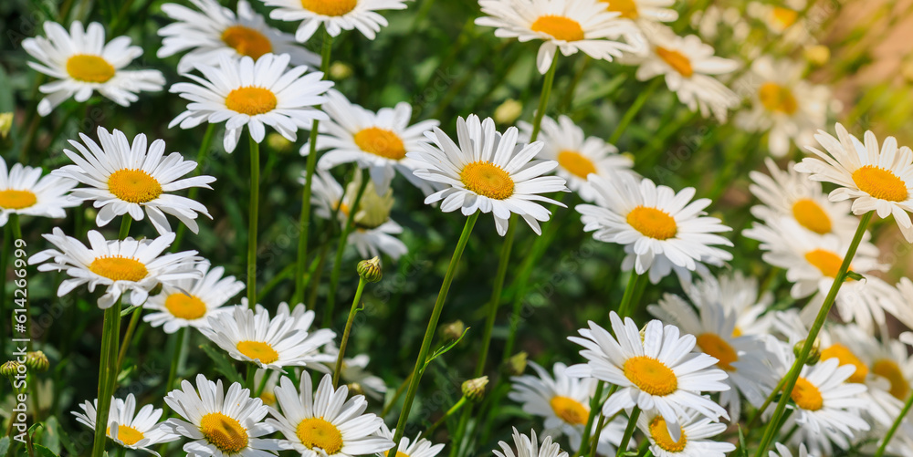 Flowers of Chamomile or daisy in garden. A beautiful scene of nature with blooming Chamomile. Summer floral background. Daisy background Flowers of Chamomile or daisy in garden. A beautiful scene of nature with blooming Chamomile. Summer floral background. Daisy background