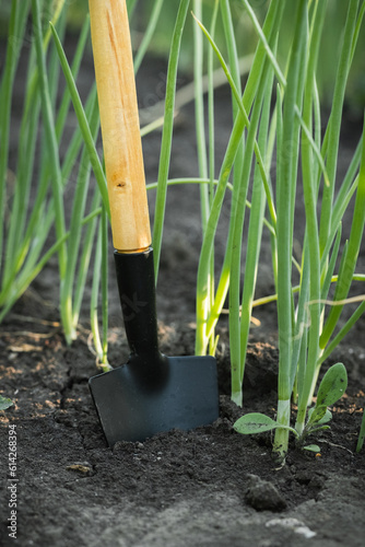 Macro shot of miniature shovel stuck in a black soil next to fresh green onion sprouts. Home gardening and growing vegetables concept. Planting young onion. Harvesting green spring onion