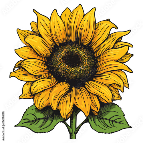 Open unflower colored illustration. Hand painted flowers. Sunflower isolated on white background