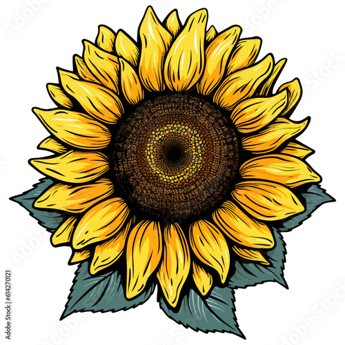 Open unflower colored illustration. Hand painted flowers. Sunflower isolated on white background