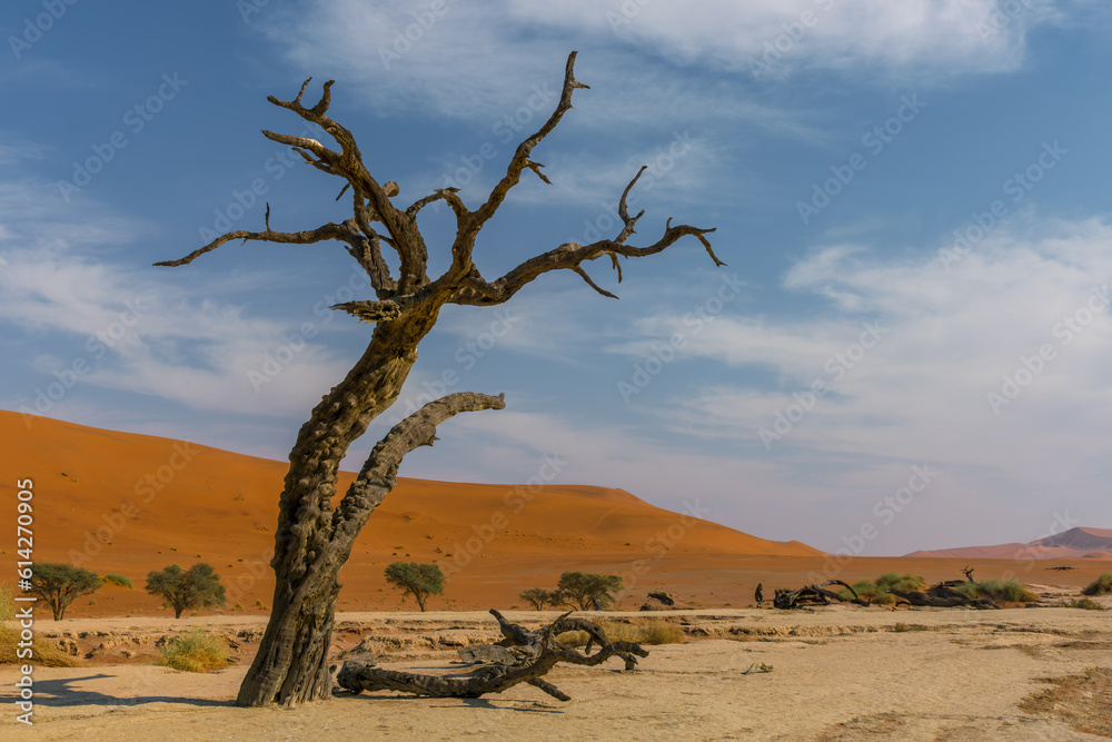Camel Thorn Tree in Deadviel