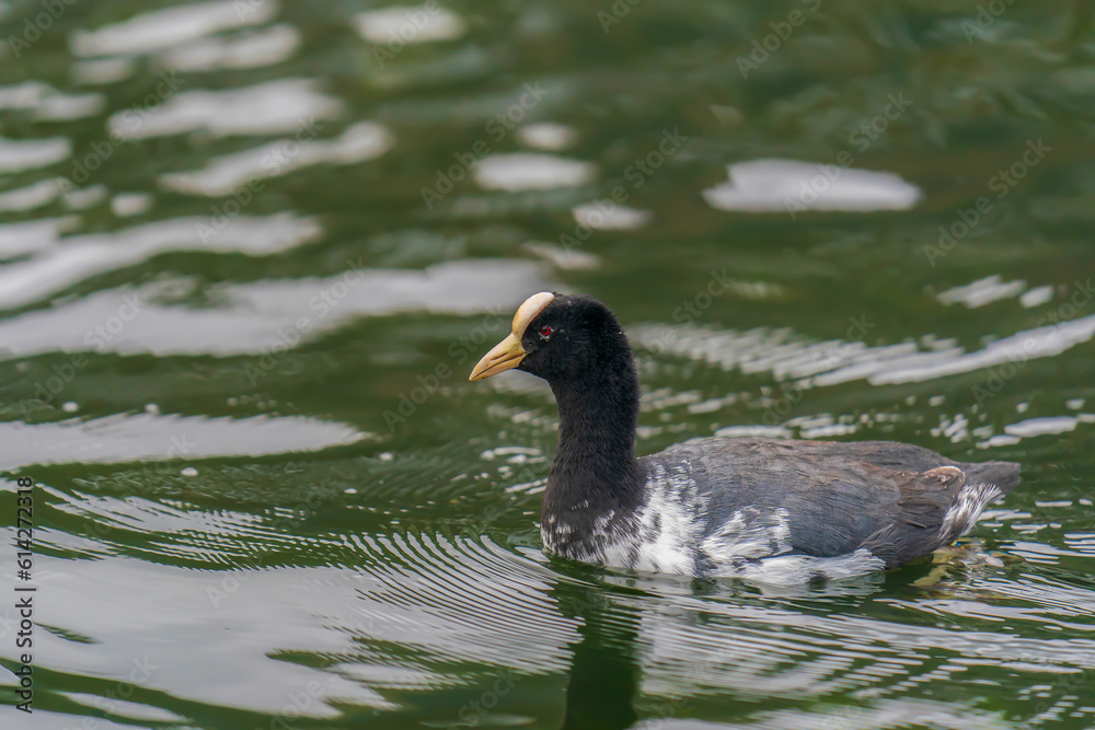The white crowned subspecies of Andean coot The white crowned subspecies of Andean coot