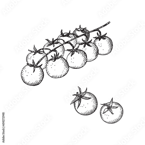 Cherry tomatoes vegetables hand drawn in engraving style on isolated white background vector illustration. Food, tomato harvest, ingredient ,design element for print, label ,template, card