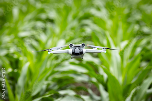 Agricultural drone with modern camera flying in corn field analyzing crops health after spraying with herbicide. Smart agriculture.