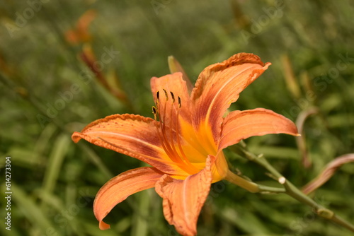 Orange Daylily Flower