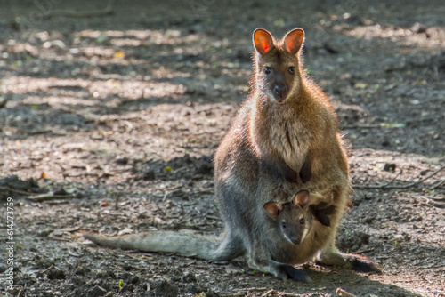 Red-nedked wallaby mother and baby in her pocket