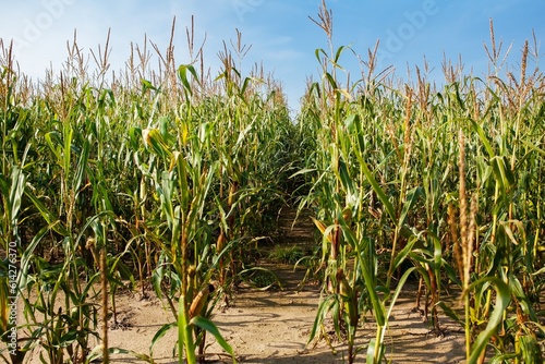 Corn field, with mature corn, ready for harvest. The concept of a rich harvest, agriculture