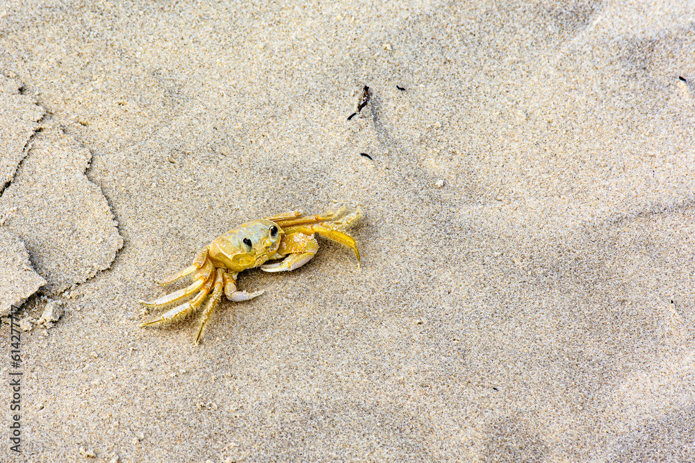 Crab walking on the beach sand in the state of Bahia, Brazil Crab walking on the beach sand in the state of Bahia, Brazil