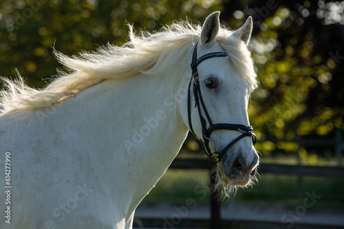 Andalusier Portrait photo