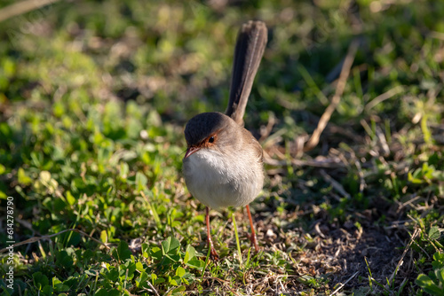 A close up photo of a variegated fairy-wren female bird on grass photo