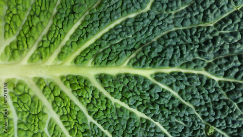 Photo fresh cabbage leaf, cabbage texture, macro shot