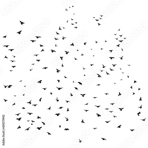 Silhouette sketch of a flock of flying birds, flight in different positions. Takeoff, flying, flight, flutter, hover, soaring, landing