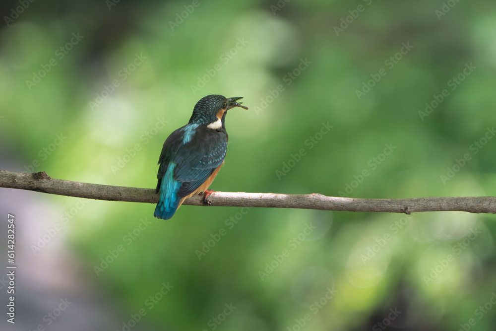 common kingfisher is catching a shrimp common kingfisher is catching a shrimp