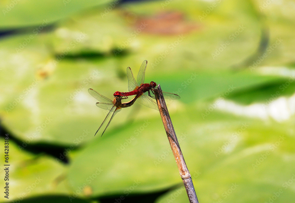 A Scarlet Darter (Crocothemis erythraea) at a lake in the Ziegeleipark in Heilbronn in Germany, Europe A Scarlet Darter (Crocothemis erythraea) at a lake in the Ziegeleipark in Heilbronn in Germany, Europe