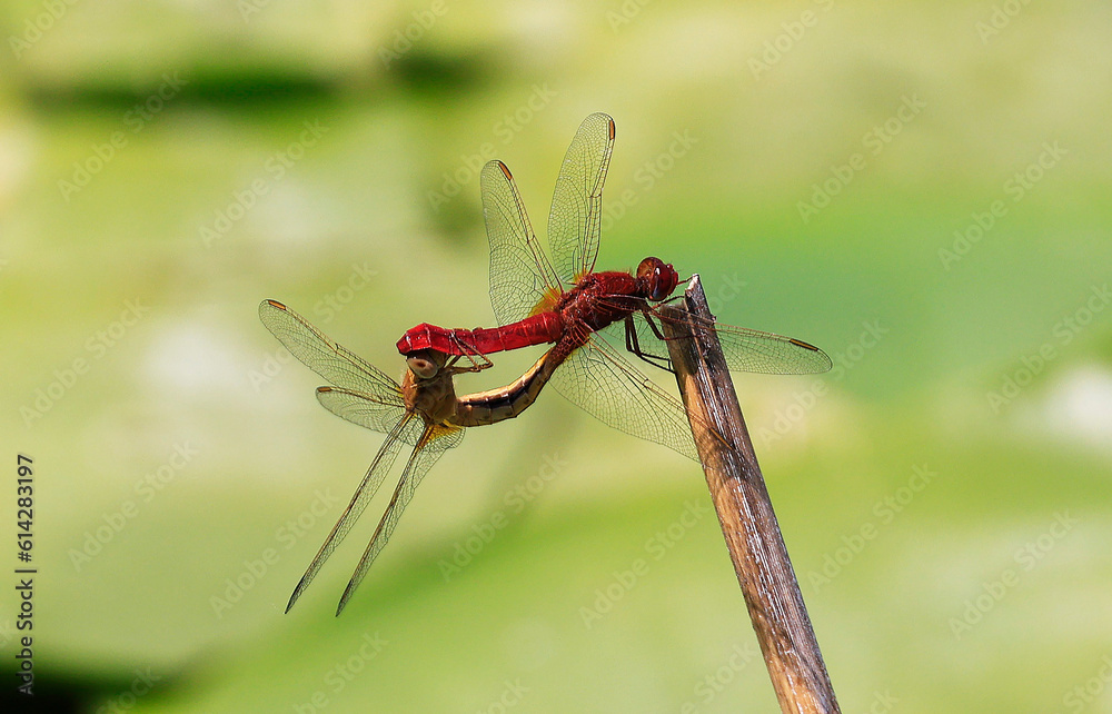 A Scarlet Darter (Crocothemis erythraea) at a lake in the Ziegeleipark in Heilbronn in Germany, Europe A Scarlet Darter (Crocothemis erythraea) at a lake in the Ziegeleipark in Heilbronn in Germany, Europe