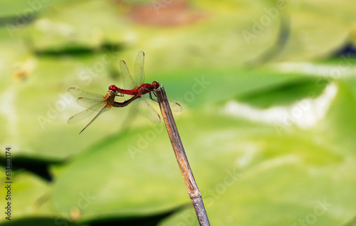 A Scarlet Darter (Crocothemis erythraea) at a lake in the Ziegeleipark in Heilbronn in Germany, Europe © Marc Stephan