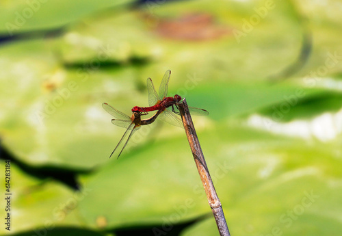 A Scarlet Darter (Crocothemis erythraea) at a lake in the Ziegeleipark in Heilbronn in Germany, Europe © Marc Stephan