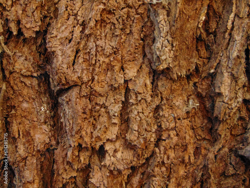 Cracked dry tree texture Nº1