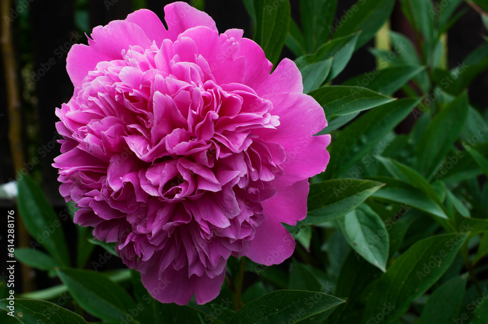 Pink peony in the garden on green grass background