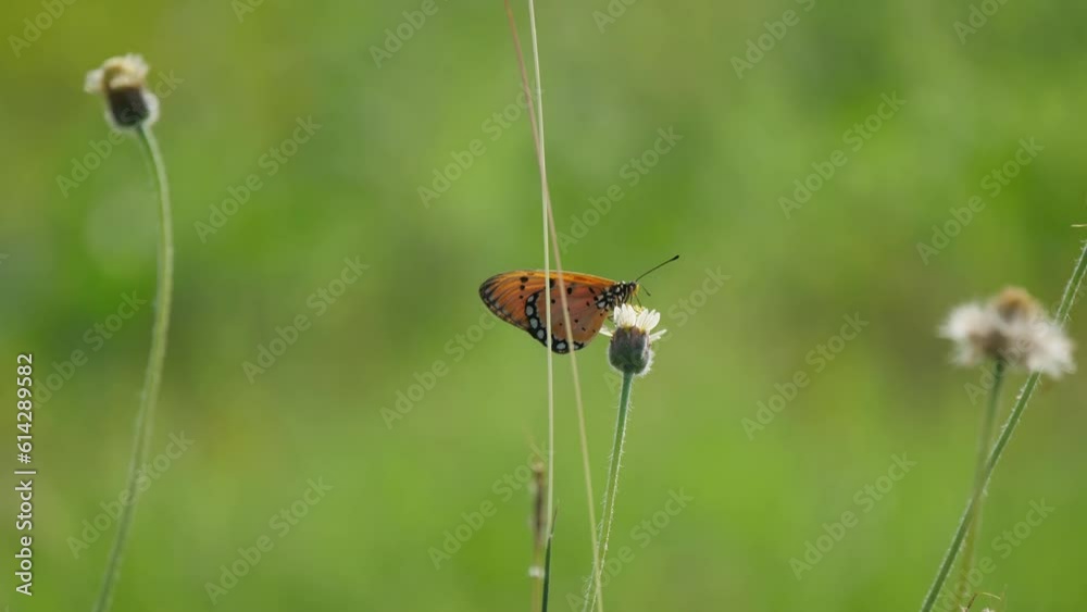 butterfly on a flower butterfly on a flower